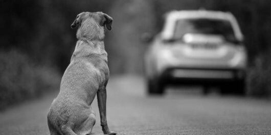 Maltrato animal en Sinaloa crece 70% por violencia y éxodo