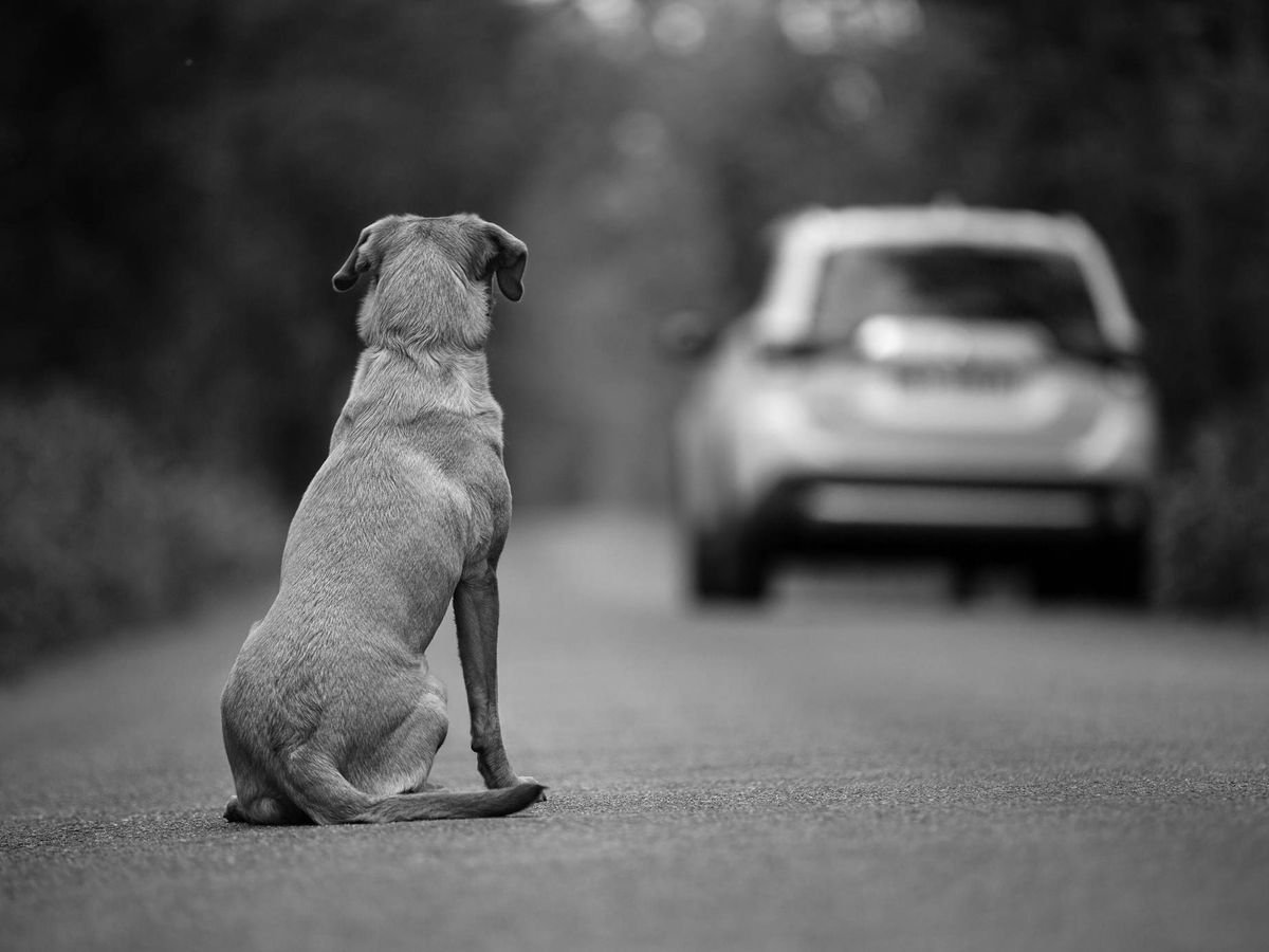 Maltrato animal en Sinaloa crece 70% por violencia y éxodo